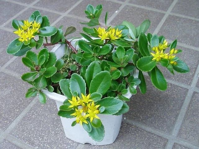 一年四季都开红花的多肉草,一年四季都红的多肉