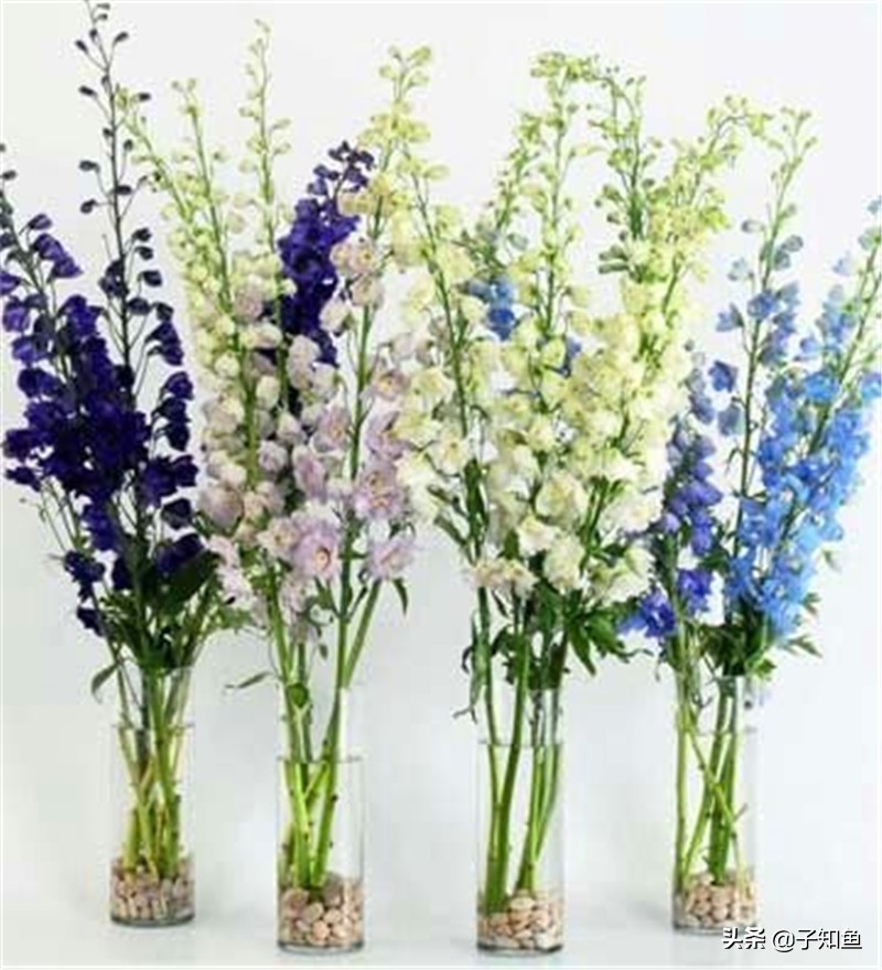 特立独行却不反感的星座女,天生傲骨不受别人控制的三大星座