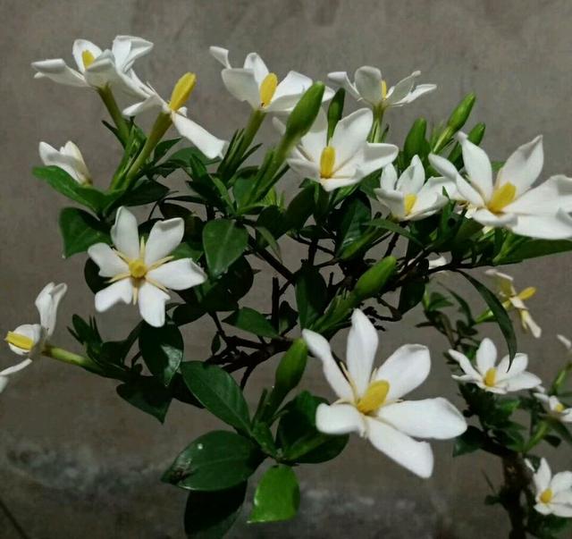 栀子怎么养才能开花,栀子如何养才能开花