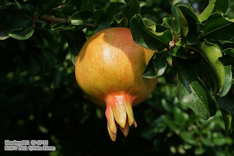 生活杂记：买了台新相机（20150801）