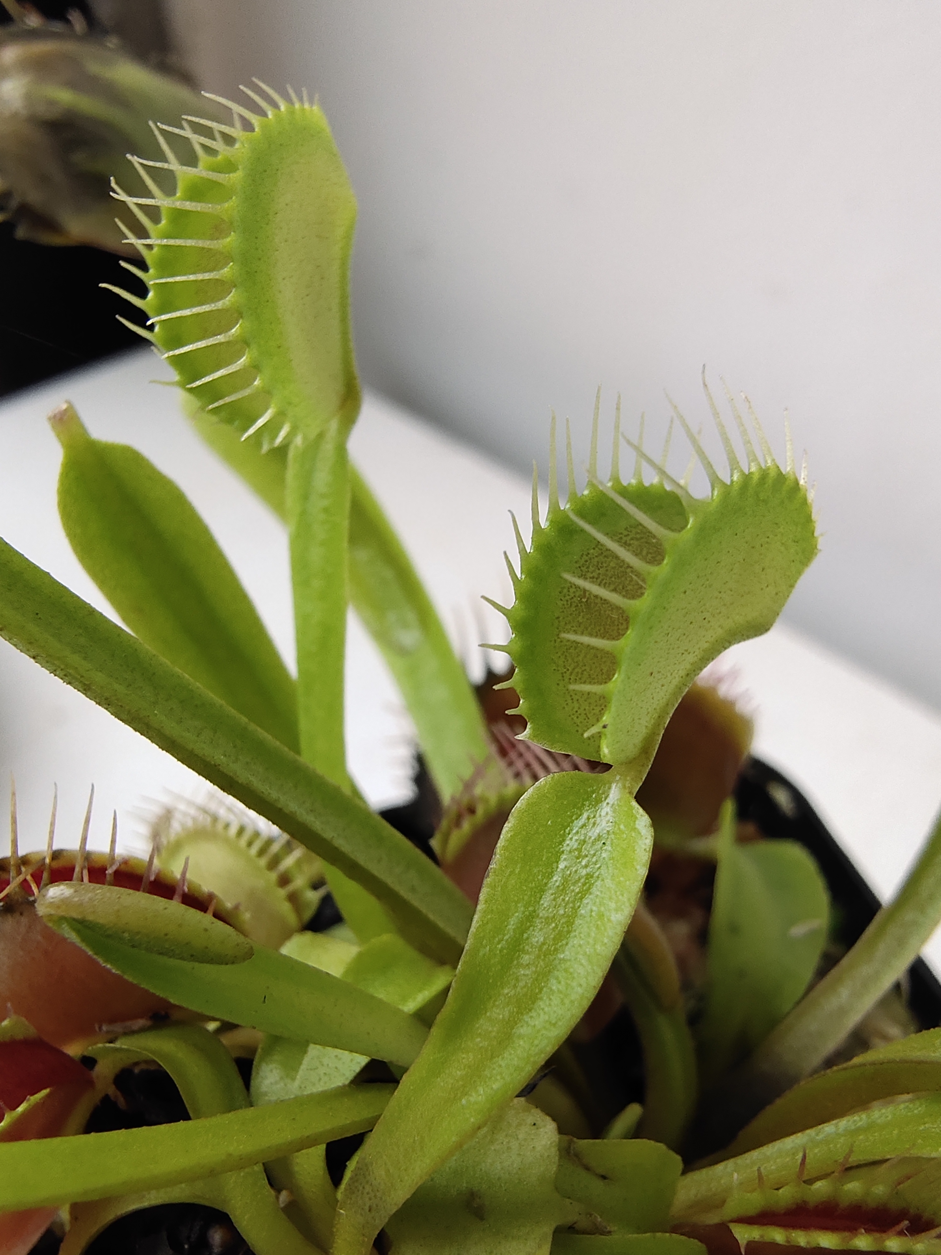 捕蝇草不健康怎么办,捕蝇草5大禁忌