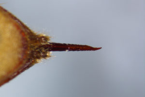 黄蜂与马蜂毒蜂,黄蜂是毒蜂吗