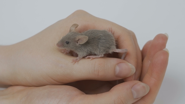 人的眼睛在动物界的水平,人的视力在动物界排名