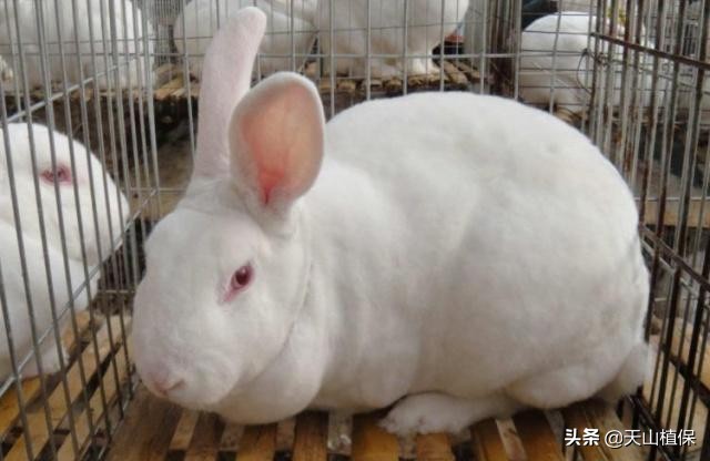 创业养兔现在一只肉兔种兔多少钱,肉兔养殖致富吗