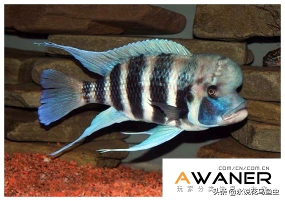 慈鲷品种及图片,慈鲷科都有哪些厉害的品种