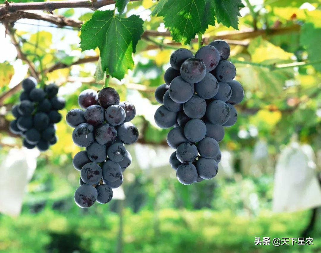 菠萝凤梨樱桃车厘子图,成都车厘子和樱桃的区别