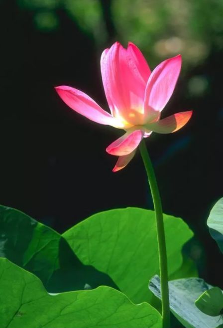 中国水墨荷花欣赏映日荷花别样红,映日荷花别样红写的是哪里的荷花