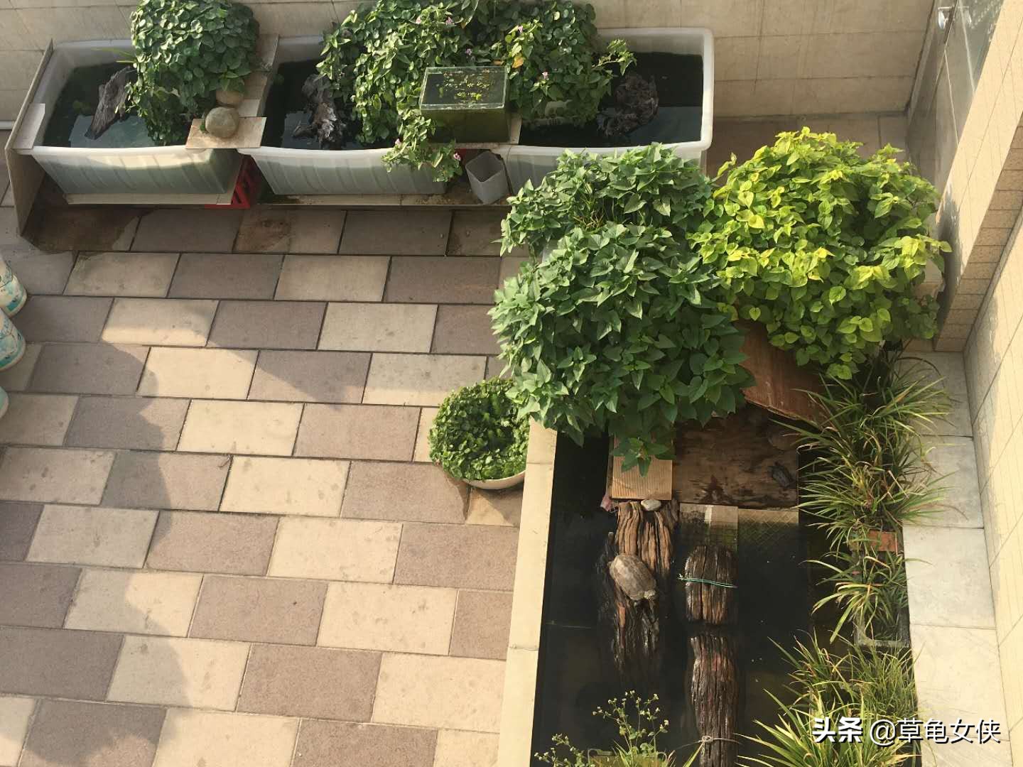 小乌龟得了肺炎嗷嗷直叫唤怎么办,乌龟得肺炎了用甲硝唑药片可以吗