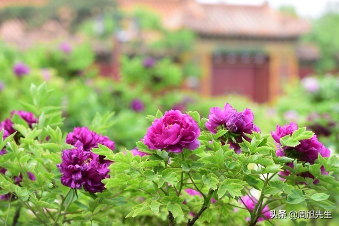 北京景山公园值得一去吗,游北京景山门票多少钱