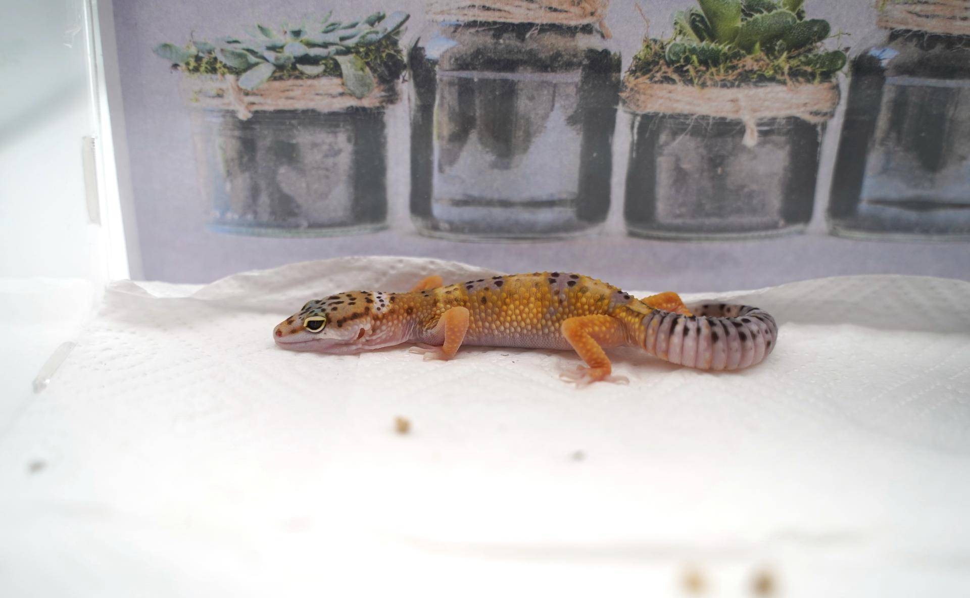 饲养可爱又呆萌傻傻的豹纹守宫,如何饲养好一只豹纹守宫