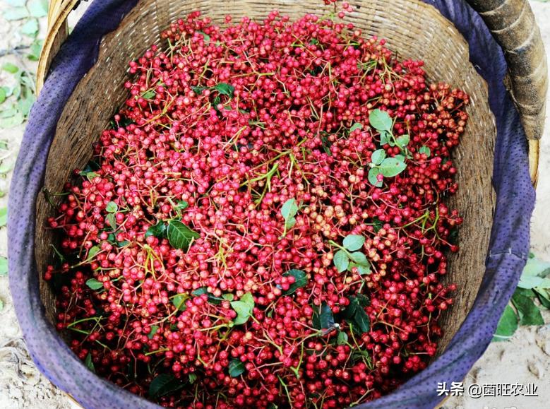 花椒如何采摘,花椒怎么才是熟了