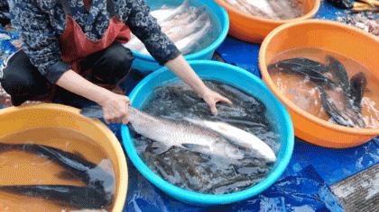 带你逛北京最大早市,北京正宗早市推荐
