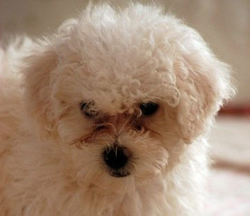 狗狗的眼里含着泪,狗狗的眼睛有分泌物怎么处理