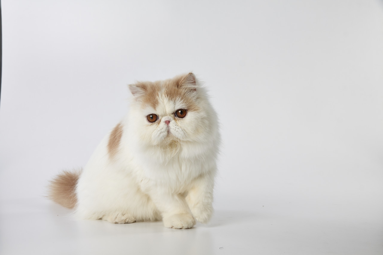 猫咪毛发粗糙干燥,毛发干燥的猫咪