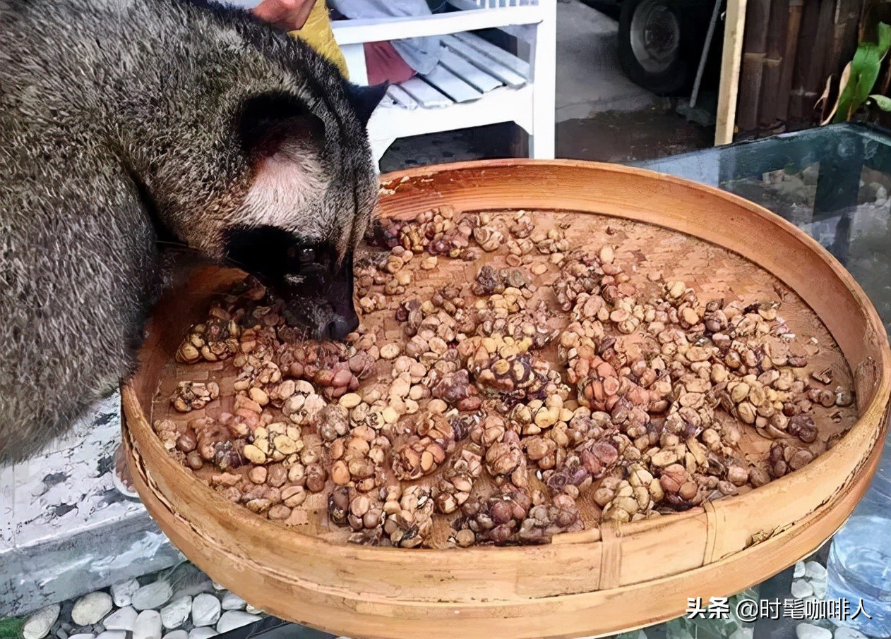 是时候盘一波咖啡“粪”豆史，看着就很有味儿