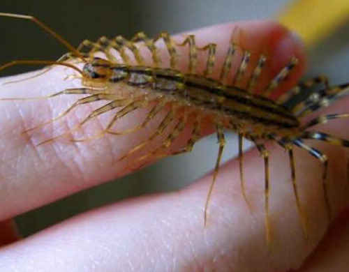 为什么家里有这种虫子就不能打呢,家里进了特别大的虫子找不到了