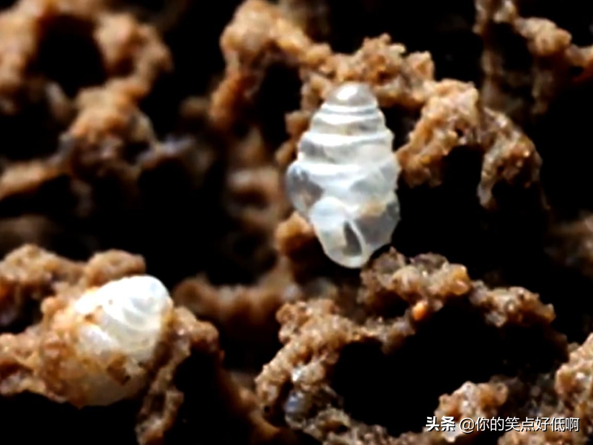 五种透明的动物,5种地球上罕见的动物