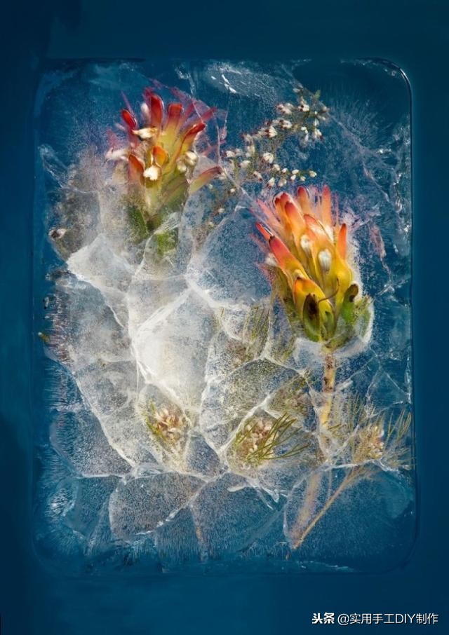 鲜花摄影作品欣赏,高清鲜花美图