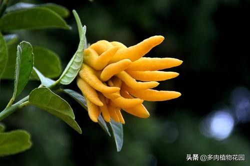 盆栽佛手柑的养殖方法,盆栽佛手柑怎么养护