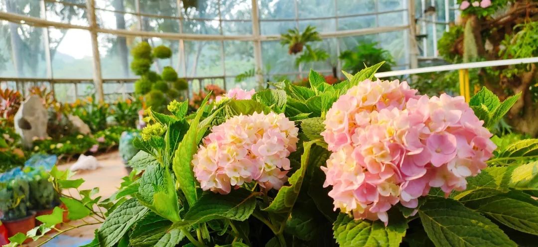 广州公园大片花海,广州哪个地铁站附近有花海