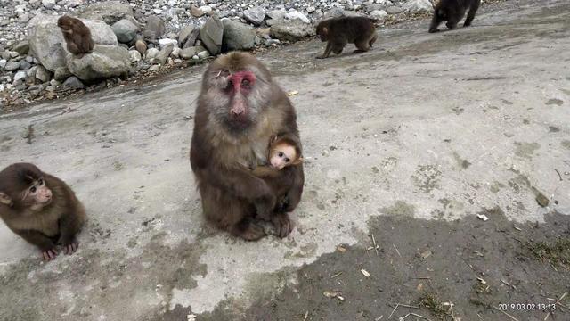 卧龙谷银厂沟,银厂沟两山合拢现状