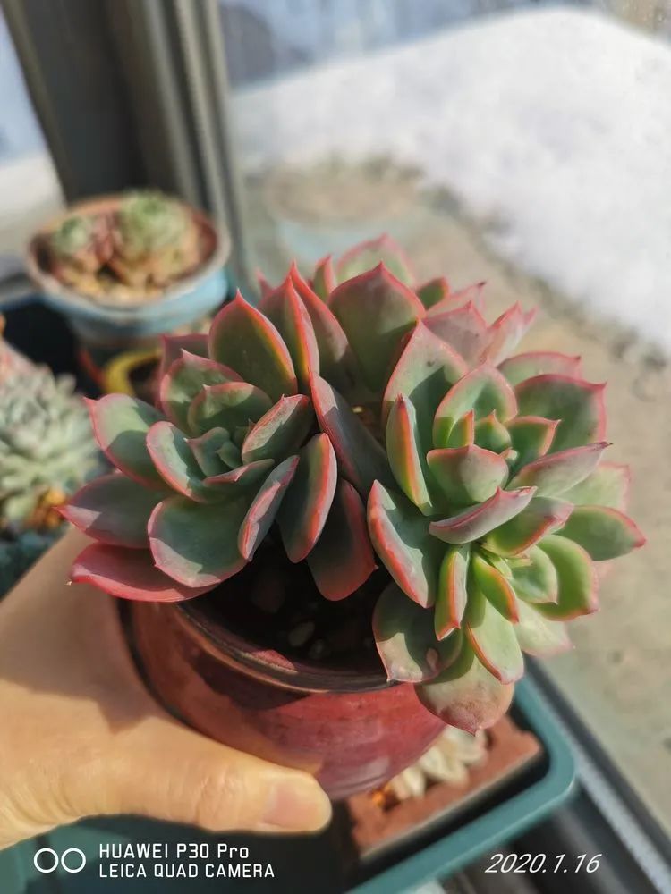 养多肉的人生感悟,人生如同养花