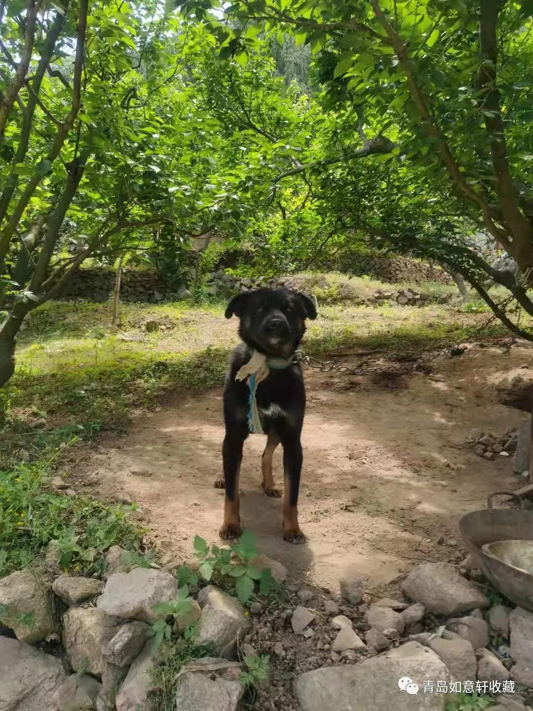 巨峰山泉在哪里,青岛崂山甘露山泉