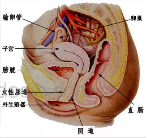 泌尿系统解剖讲解视频,泌尿系统肾脏解剖图谱