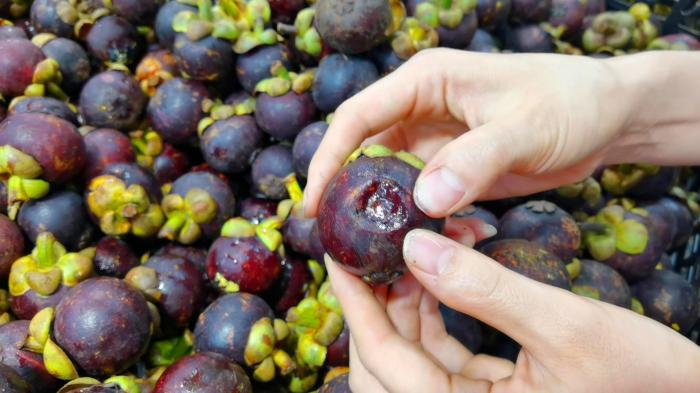 山竹挑选小技巧,山竹的挑母方法