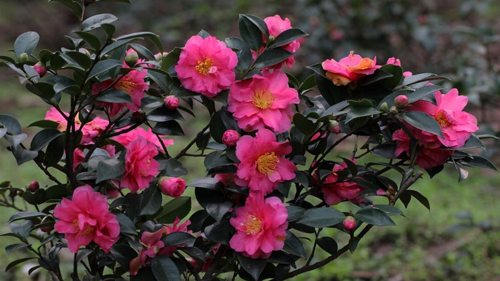 茶梅花苞期怎样养护,茶梅开花期间怎么管理