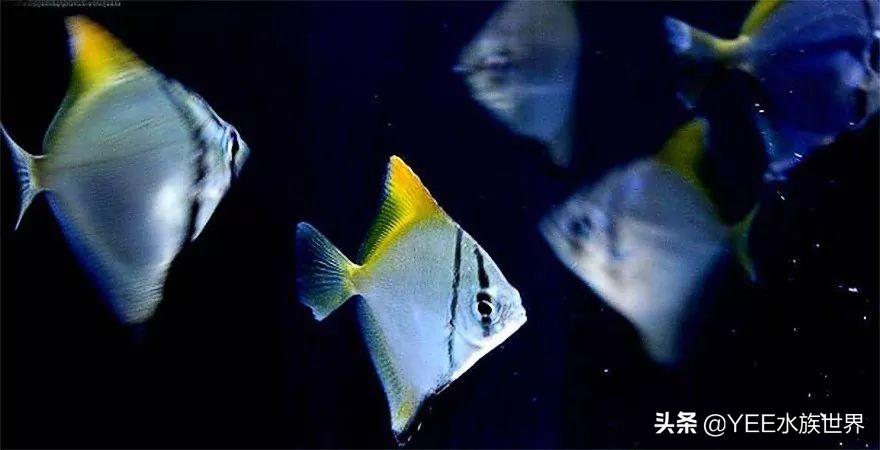 灵动小汽水鱼，硬配龙鱼，生啃七彩