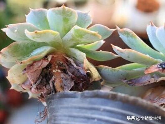 多肉植物有枯叶怎么办呢,多肉植物的枯叶要摘了吗