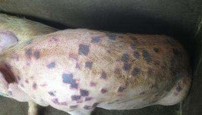 猪丹毒最强的克星,猪丹毒能治好吗