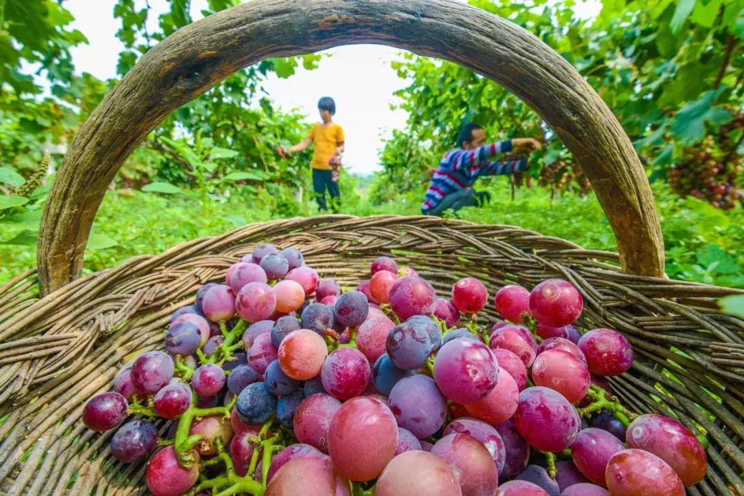 洛阳牡丹花会邀请,洛阳邀请全世界人民看牡丹