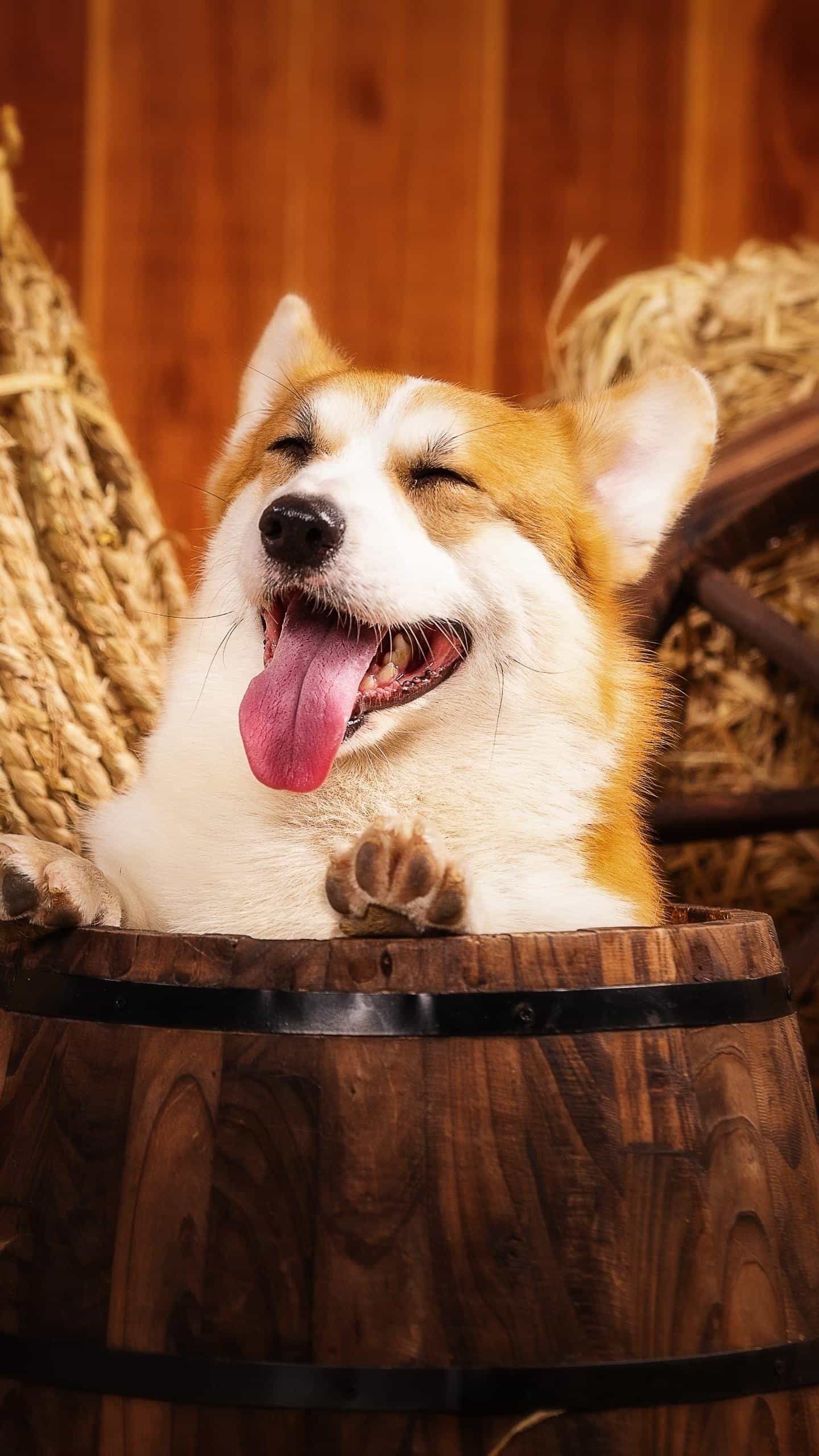 欢喜散文,散文喜雨