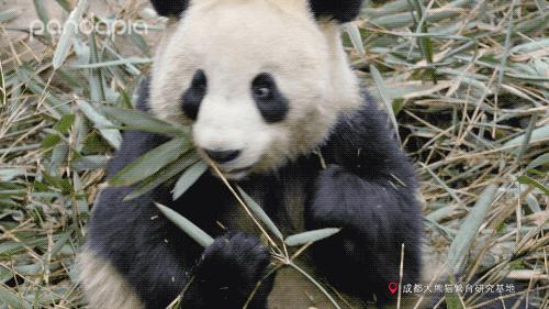 大熊猫快速吃竹笋,大熊猫吃竹子图片