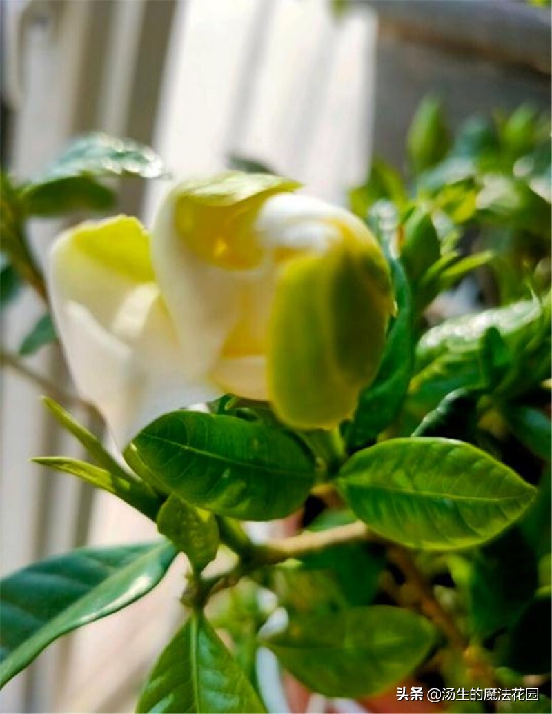 三招让你开爆花,栀子花如何快速爆花
