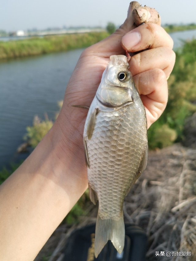 为什么大板鲫吃口很轻,大板鲫一般多少度吃口