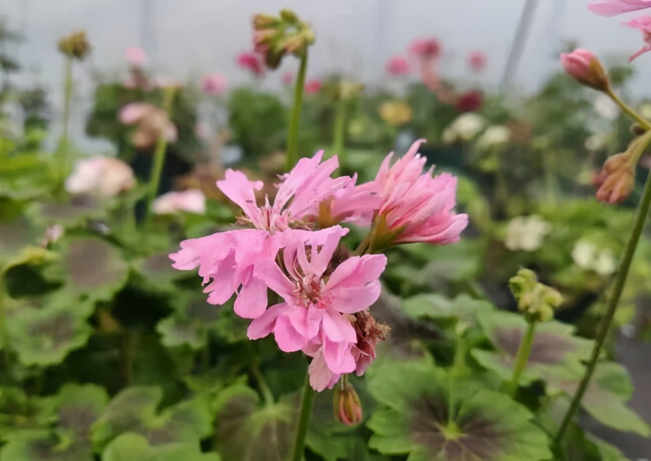 这种花别乱浇水水越多越不开花,这种花不怕冷好养易活