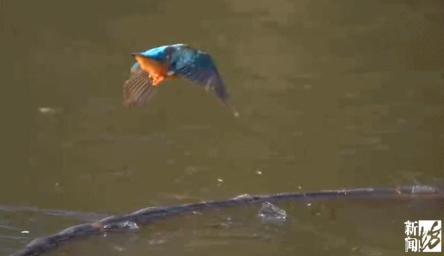 乐极生悲？上海人都开始练冰上运动了，但有人落水，有人撞断消防栓…