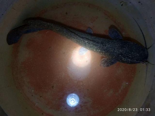 卖一两百一斤的鱼,卖一条鱼多少钱