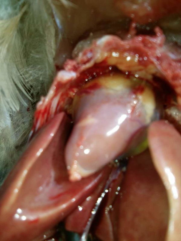 鸡心包积液原因,鸡心包积液偏方