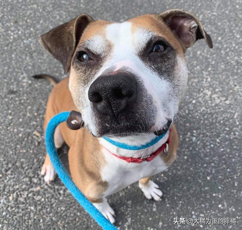 比特犬收容所关卡,比特犬被主人遗弃的后续