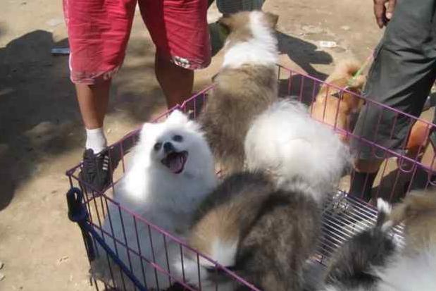 创业养狗靠谱吗,养狗需要买什么必需品