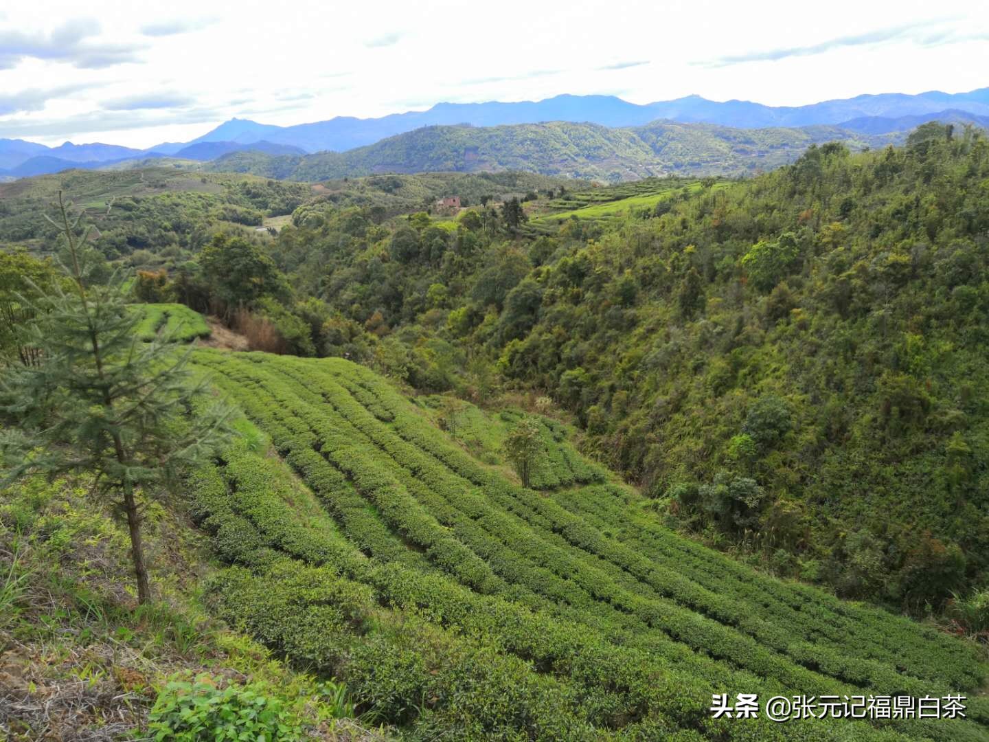 张元记福鼎白茶白牡丹,福鼎白茶张元记