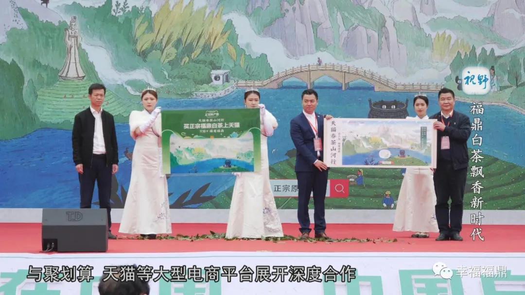 福鼎白茶兴起,白茶步入产业振兴快车道