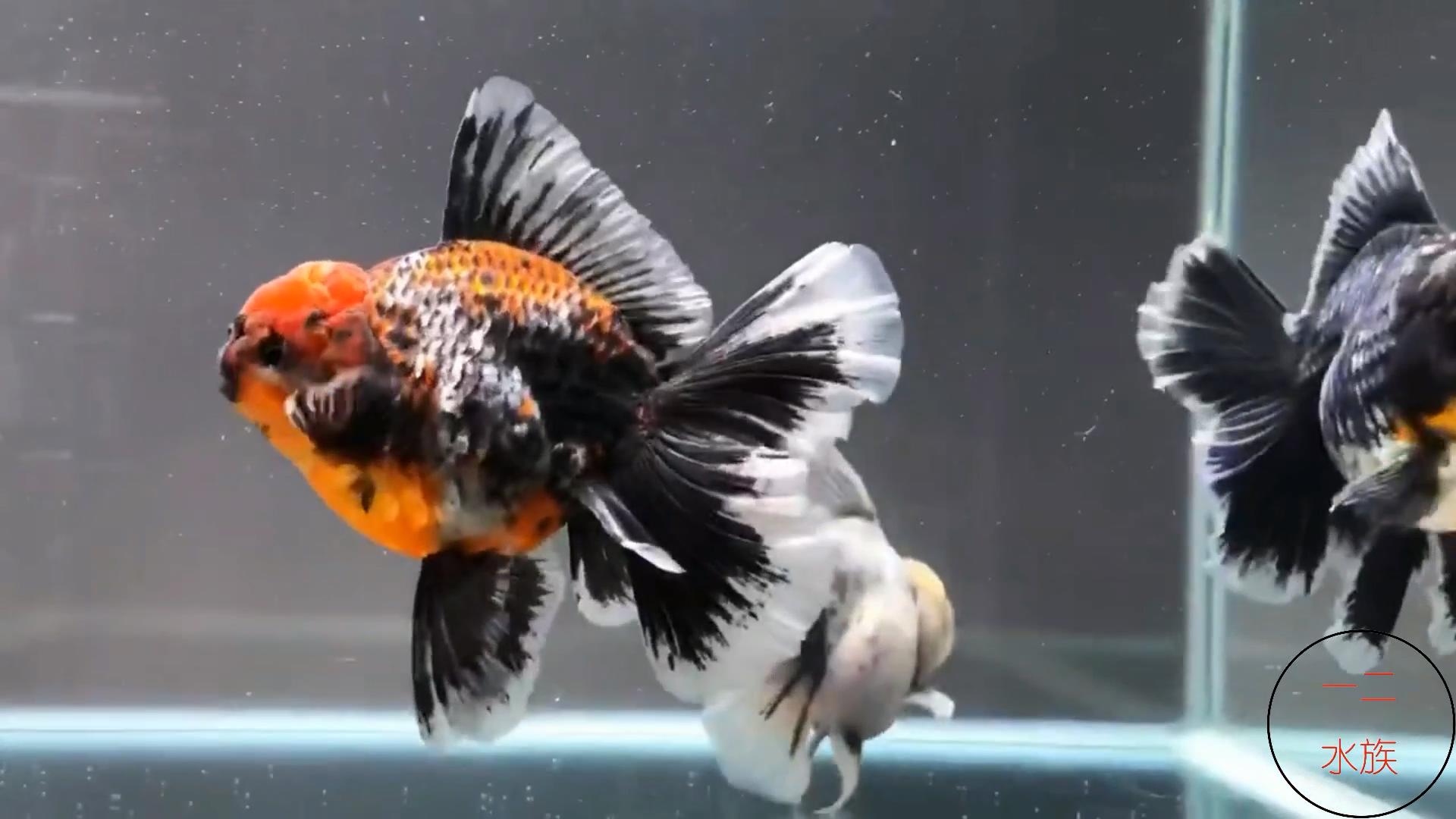 金鱼不能跟乌龟一起养吗,金鱼不能和野生鱼一起养吗