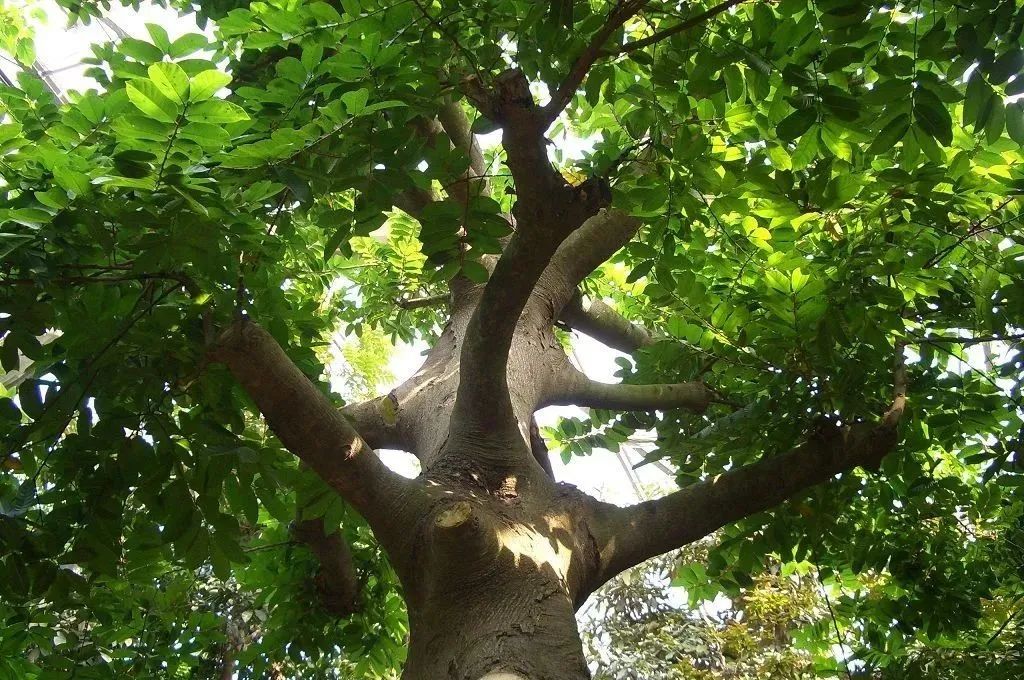 西双版纳风景之旅自由行旅游攻略,邂逅雨林西双版纳秘境之旅