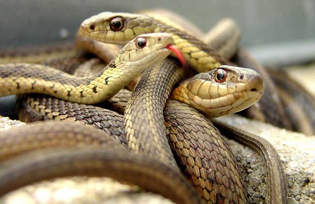 可以盘着玩的蛇,能盘的野生动物