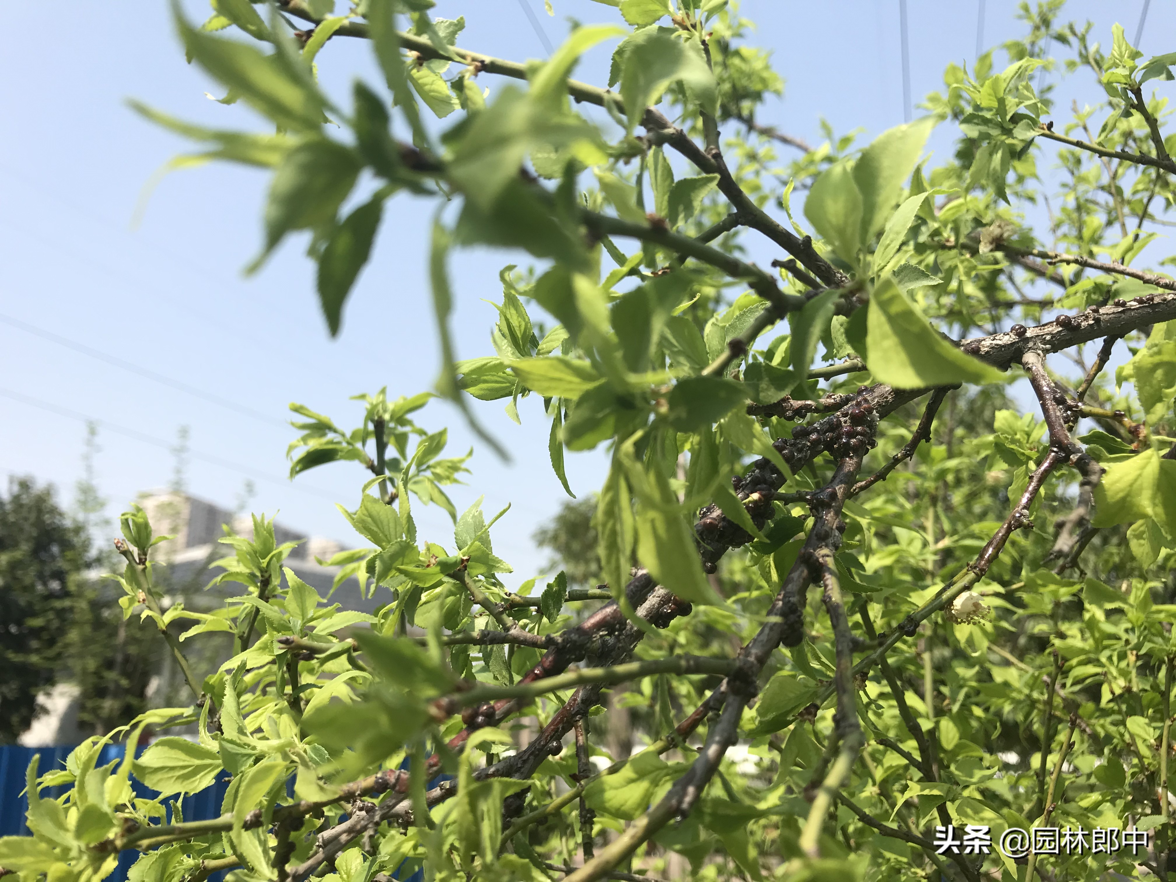 九里香枝干上有蚧壳虫图片,生了蚧壳虫需要把枝干剪掉吗